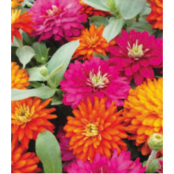 Семена Цинния F1 Дабл Сахара