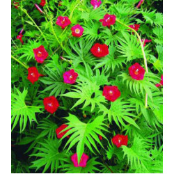 Семена Ипомея Рубиновые огни