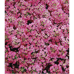 Семена Алиссум Королевский ковер