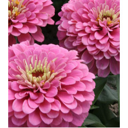 Семена Цинния F1 Компакт роуз