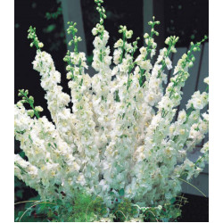 Семена Дельфиниум F1 Утренняя Звезда белая