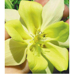 Семена Аквилегия F1 Русский Размер желтая