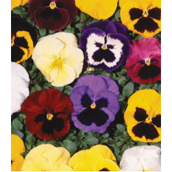 Семена Виола F1 Биг Босс