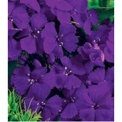 Семена Гвоздика турецкая Фиолетовая гора