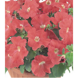 Семена Партитуния F1 Оранж