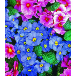 Семена Примула F1 Ромео и Джульетта