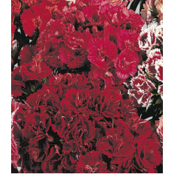 Семена Гвоздика Махровая