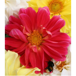 Семена Георгина Русский Размер