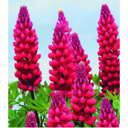 Семена Люпин Мой замок