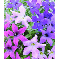 Семена Петуния F1 Новые звезды