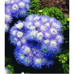 Семена Агератум Снег и небо