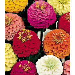 Семена Цинния Фантазия