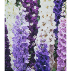 Семена Дельфиниум Цветные фонтаны