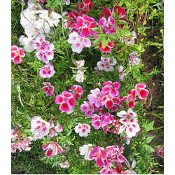 Семена Годеция Монарх