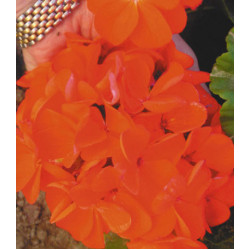 Семена Пеларгония F1 Русский Размер