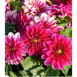 Семена Георгина F1 Хелло Пинк Шейдс