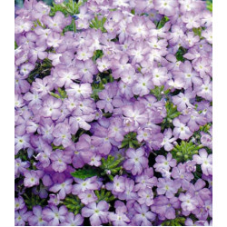 Семена Вербена F1 Тускани Лавандер пикоти