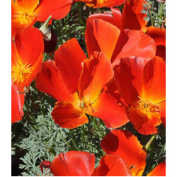 Семена Эшшольция Ред Чиф