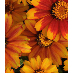 Семена Цинния F1 Захара Санберст