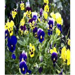 Виола Шотландия смесь окрасок