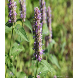 Лофант Франт анисовый