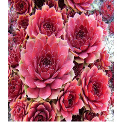 Молодило Каменная роза