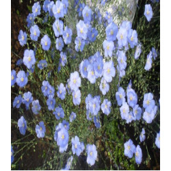 Лён Синий шёлк