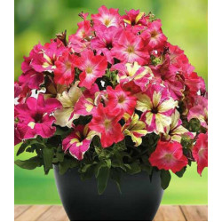 Петуния Фьюзибелс Коралл Лайм