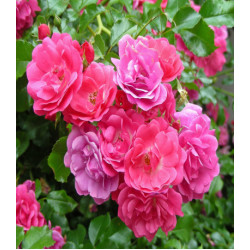 Роза китайская Энжел Вингс