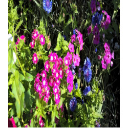 Флокс Друммонда Калейдоскоп