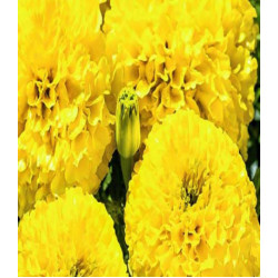 Бархатцы Лимонный великан