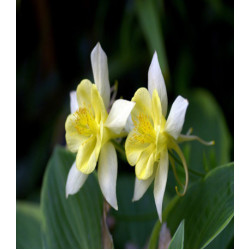 Аквилегия Желтая звезда гибридная