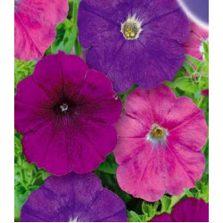 Петуния Княжна многоцветковая с��есь окрасок F1