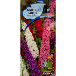 Будлея Давида Смесь окрасок