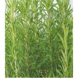 Розмарин Вишняковский семко лекарственный