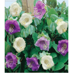 Кобея Лазающая Смесь окрасок