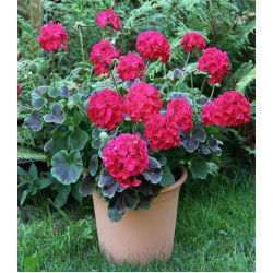 Пеларгония Буллз Ай F1 Черри