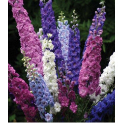 Дельфиниум Дефиле