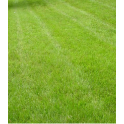 Газон Минипут