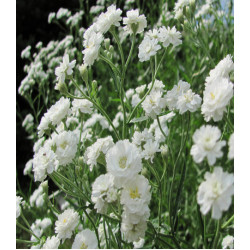 Гипсофила метельчатая махровая белая