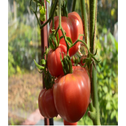 Томат Роузи