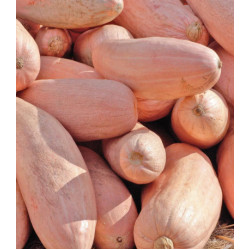 Тыква Розовый банан