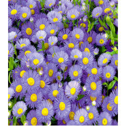 Астра Альпийская Голубая
