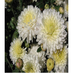 Хризантема Белоснежка