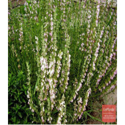 Иссоп лекарственный Иней