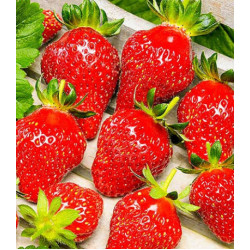 Земляника Вкуснятина F1