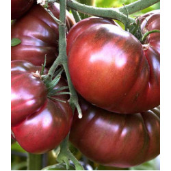 Томат Шоколадное чудо