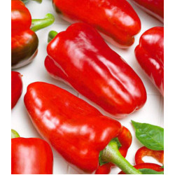 Перец сладкий Новосибирский