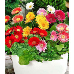 Гербера Лучики