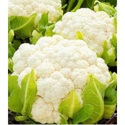 К��пуста цветная Старгейт F1